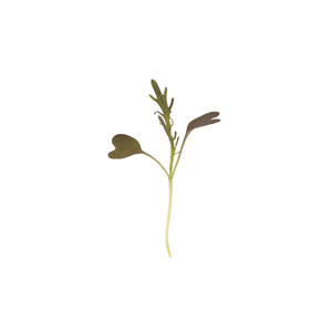 Mustard Ruby Streaks