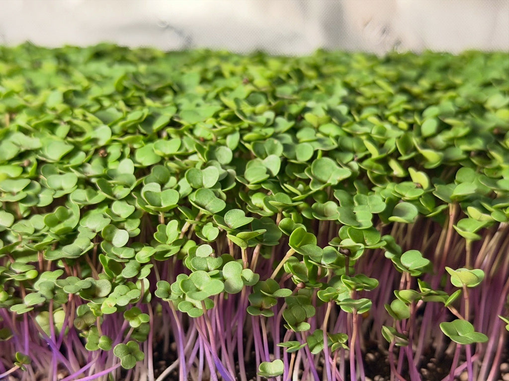 Triple Power Crunch 2.2 Oz