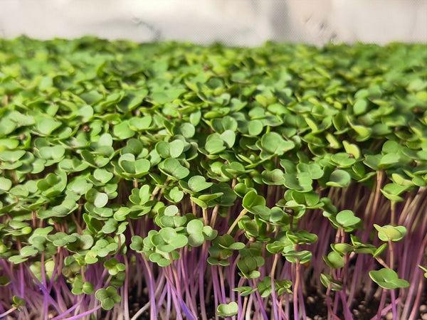 2.2 Oz Of Red Russian Kale