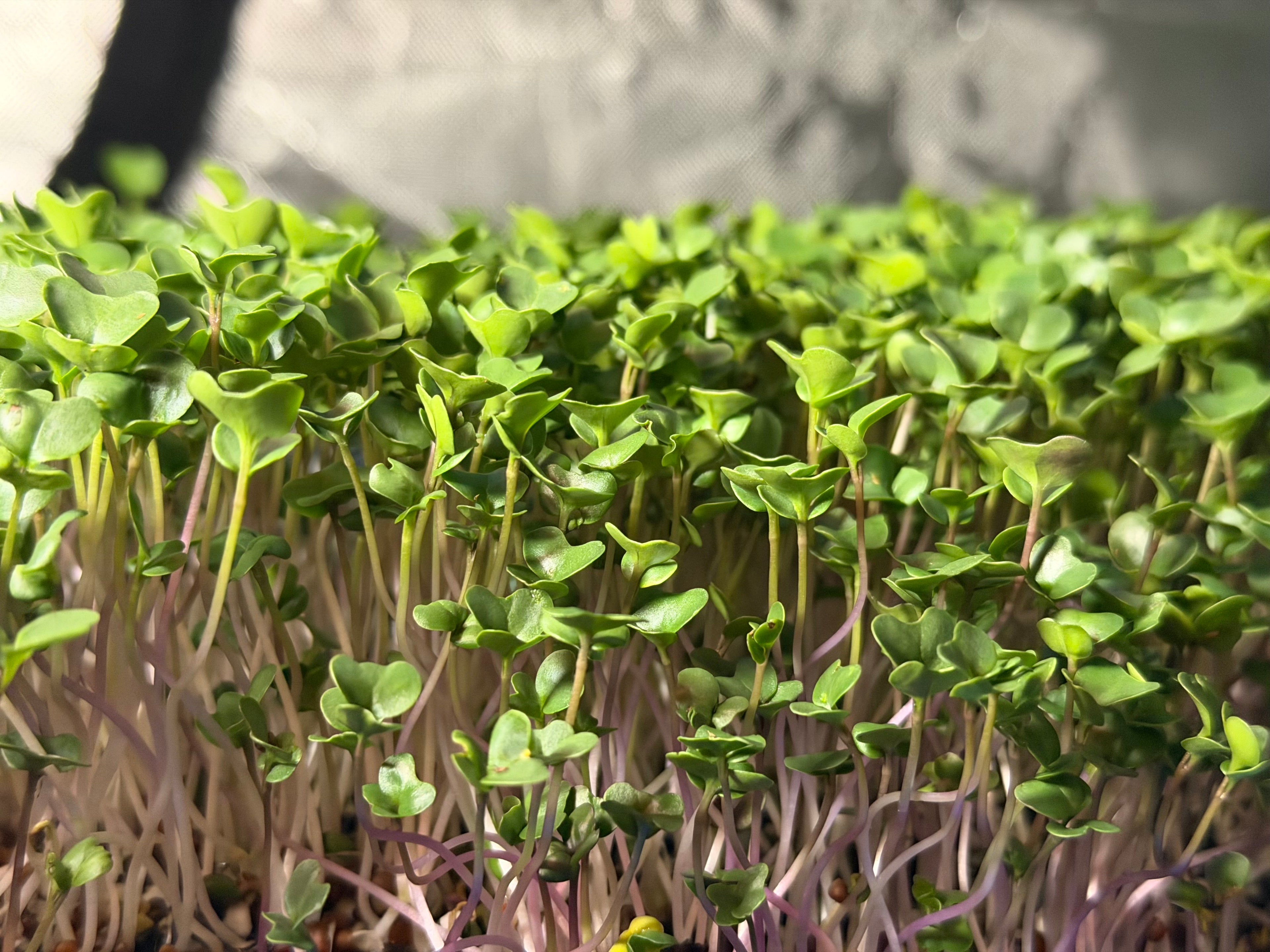 Triple Power Crunch 2.2 Oz