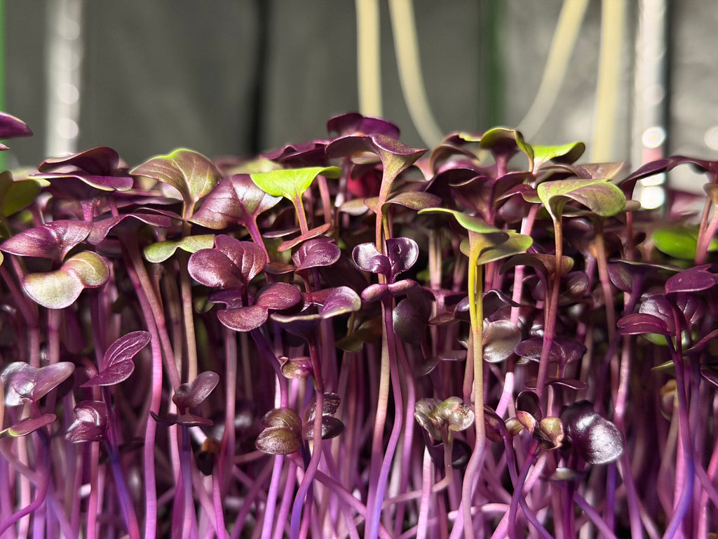 Triple Power Crunch 2.2 Oz