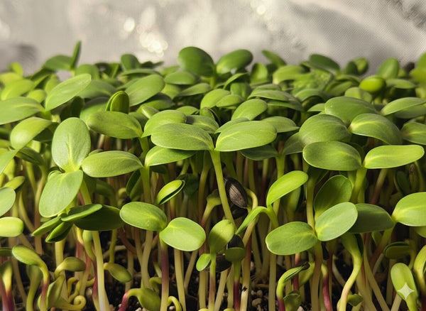 3.6 Oz Sunflower Microgreen