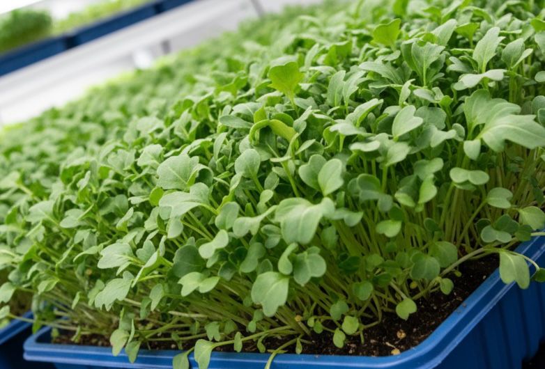 2.2 Oz Arugula Microgreens