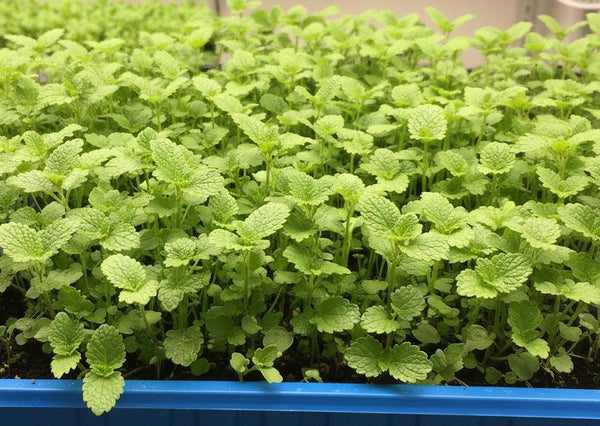 Full Tray Lemon Balm Microgreens aprox 26 Oz